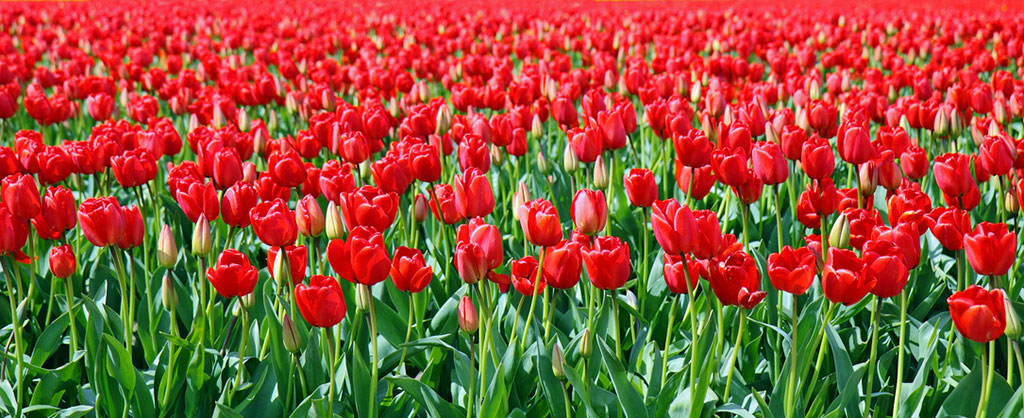 State of Washington Red Tulips